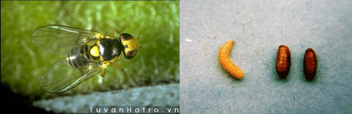 Hình 3 18 Thành trùng ấu trùng và nhộng của ruồi đục lá Tập quán sinh sống 2