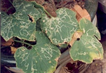 Hình 3 19 Triệu chứng gây hại của ruồi đục lá c Bù lạch Thrips palmi Karny Họ 3