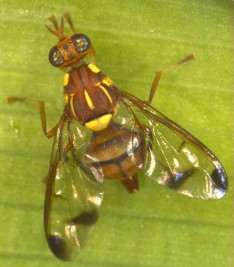 Hình 3 22 Thành trùng ruồi đục trái Dacus cucurbitae Coquillet Trứng hình bầu dục 4