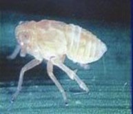 Hình 1 1 Hình thái rầy nâu qua các lần lột xác Đời sống trung bình của thành 1