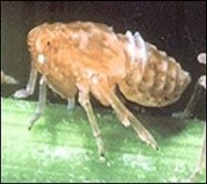 Hình 1 1 Hình thái rầy nâu qua các lần lột xác Đời sống trung bình của thành 2