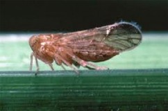 Hình 1 1 Hình thái rầy nâu qua các lần lột xác Đời sống trung bình của thành 3