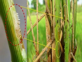 Hình 1 2 Trứng và vị trí đẻ trứng của rầy nâu Tập quán sinh sống và cách 4