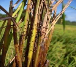 Hình 1 3 Gốc lúa bị bội nhiễm do vết chích hút của rầy nâu Phân rầy tiết ra 5