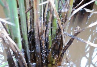 Hình 1 4 Rầy nâu tiết dịch ngọt thu hút nấm bồ hóng Là môi giới truyền bệnh 6