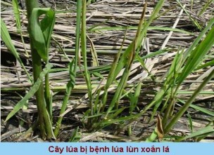 Hình 1 5 Triệu chứng bệnh vàng lùn lùn xoắn lá Các yếu tố ảnh hưởng mật 7