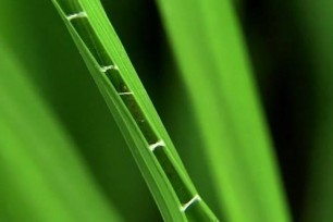 Hình 1 7 Triệu chứng lá bị cuốn do ấu trùng sâu cuốn lá nhỏ Chỉ có 1 sâu 1