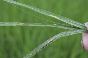 Hình 1 8 Ấu trùng bên trong lá bị cuốn Các yếu tố ảnh hưởng đến mật số 2