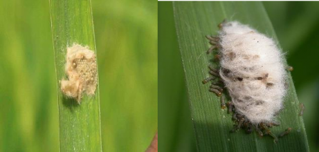 Hình 1 7 Ổ trứng và sâu non mới nở Sâu non màu trắng sữa đầu màu nâu nhạt 3