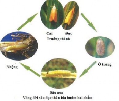 Hình 1 9 Vòng đời sâu đục thân lúa màu vàng Sâu đục thân sọc nâu đầu đen 4