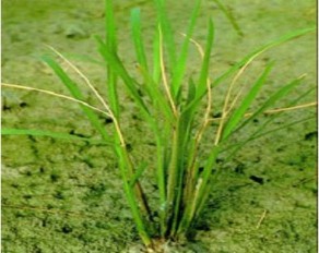 Hình 1 10 Hiện tượng chết đọt Lúa sắp trổ hoặc mới trổ Sâu đục qua lá 5