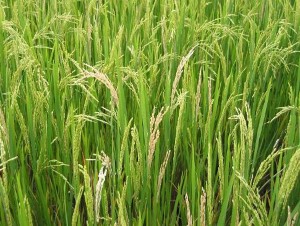 Hình 1 11 Hiện tượng bông bạc Ở tuổi nhỏ sâu có thể sống trong thân cây mạ 6