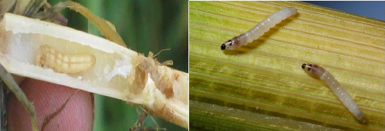 Hình 1 12 Ấu trùng sâu đục thân 2 chấm Sâu đục thân sọc nâu đầu đen Ngài 7