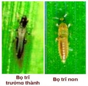 Hình 1 13 Bọ trĩ hại lúa Tập quán sinh sống và cách gây hại Thành trùng rất 1