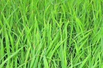 Hình 1 14 Chóp lá cuốn lại do bọ trĩ e Sâu năn Orseolia oryzae Wood Mason Còn có tên 2