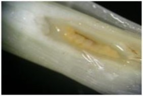 Hình 1 15 Ấu trùng muỗi hành mới nở Nhộng dài từ 2 3 mm màu hồng nhạt khi 3