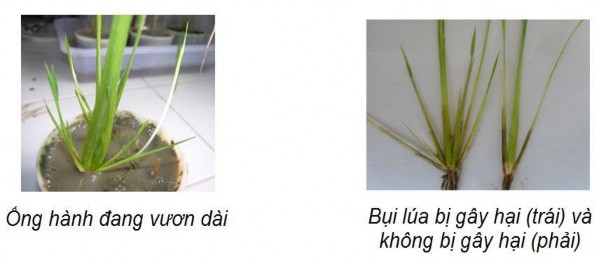 Hình 1 17 Triệu chứng điển hình do muỗi hành gây hại Các yếu tố ảnh hưởng 5