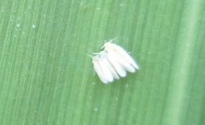 Hình 1 20 Thành trùng rầy phấn trắng Trứng được đẻ rời rạc hoặc từng ổ 3