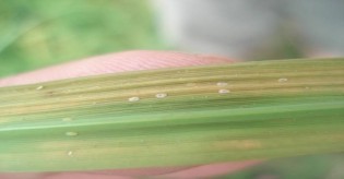 Hình 1 21 Ấu trùng rầy phấn trắng Nhộng giả s au khi lột xác chuyển sang giai 4