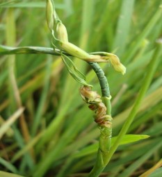 Hình 1 21 Triệu chứng gây hại của rầy phấn trắng Để phát hiện rầy phấn 5