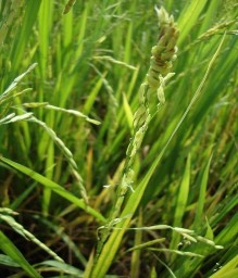 Hình 1 21 Triệu chứng gây hại của rầy phấn trắng Để phát hiện rầy phấn 6