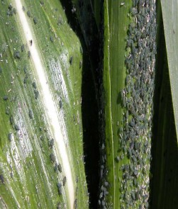 Hình 1 22 Rầy mềm gây hại trên lá và trái bắp Ngoài cách gây hại trực tiếp 2