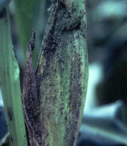 Hình 1 22 Rầy mềm gây hại trên lá và trái bắp Ngoài cách gây hại trực tiếp 3