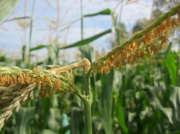 Hình 1 25 Sâu gây hại trên cờ bắp Sâu làm nhộng bên trong đường đục ngay 4