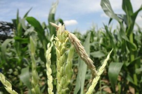 Hình 1 25 Sâu gây hại trên cờ bắp Sâu làm nhộng bên trong đường đục ngay 5