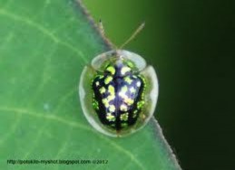 Hình 1 28 Thành trùng miểng kiếng xanh Trứng màu xanh nhạt được đẻ thành từng 1