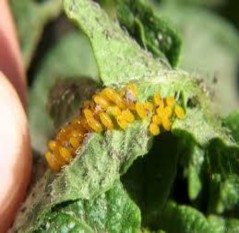 Hình 1 29 Trứng của miểng kiếng xanh Ấu trùng có thân mình dẹp màu xanh và có 2