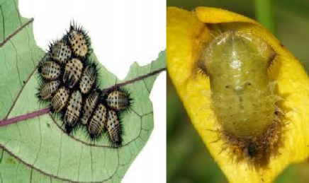 Hình 1 30 Ấu trùng và nhộng của miểng kiếng xanh Miểng kiếng vàng Aspidomorpha 3