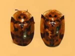 Hình 1 31 Thành trùng miểng kiếng vàng Trứng hình bầu dục màu vàng nhạt Thời 4