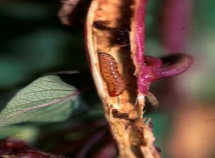 Hình 1 36 Sự gây hại của sâu đục dây e Sâu đục củ Nacolea sp Họ Crambidae bộ 6