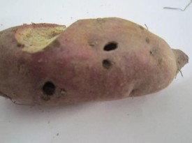 Hình 1 38 Triệu chứng gây hại của sâu đục củ 1 4 Thành phần côn trùng hại 1