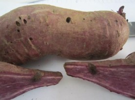 Hình 1 38 Triệu chứng gây hại của sâu đục củ 1 4 Thành phần côn trùng hại 2