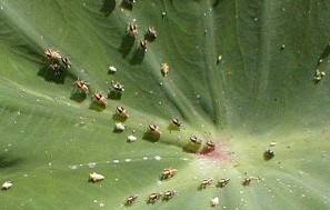 Hình 1 39 Thành trùng và ấu trùng rầy thân hại khoai môn b Rệp sáp Planococcus 3