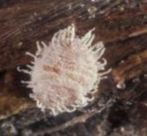 Hình 1 40 Rệp sáp hại khoai môn c Sâu ăn tạp Spodoptera litura Triệu chứng gây 4