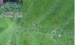 Hình 1 42 Rầy mềm hại khoai môn 2 Biện pháp quản lý côn trùng hại trên cây 5