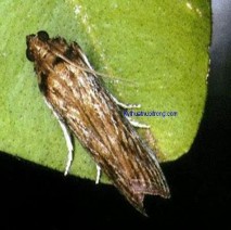 Hình 2 1 Thành trùng và ấu trùng sâu đục trái Cipestis sagittiferella Moore Đặc 1