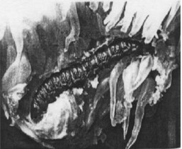 Hình 2 1 Thành trùng và ấu trùng sâu đục trái Cipestis sagittiferella Moore Đặc 2