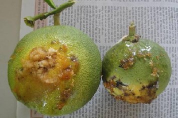 Hình 2 2 Triệu chứng gây hại của sâu đục trái Sự gây hại sâu gây hại cả 3