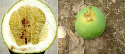 Hình 2 3 Sự gây hại của sâu đục trái Thiên địch Trong điều kiện tự nhiên 4