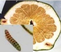 Hình 2 5 Vị trí gây hại của sâu đục vỏ trái Sự gây hại sâu gây hại trong 6