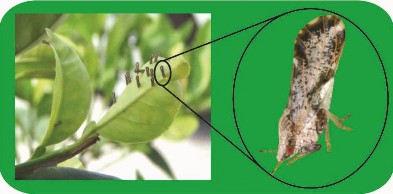 Hình 2 8 Vị trí sinh sống và dáng đậu của thành trùng rầy chổng cánh Ấu 8