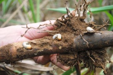 Hình 4 1 Sùng đục gốc mía d Rệp xơ trắng Ceratoracuna lanigera Họ Aphididae Bộ 1