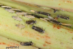 Hình 4 2 Ấu trùng và thành trùng rầy đầu vàng hại mía Đặc điểm sinh học và 2