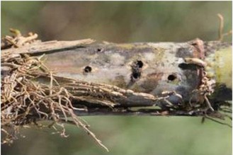 Hình 4 3 Triệu chứng gây hại của sâu đục thân Hình thái Trưởng thành màu nâu 3