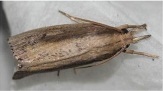 Hình 4 4 Thành trùng của sâu đục thân Trứng được đẻ thành ổ 2 5 hàng dọc 4