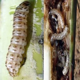 Hình 4 5 Ấu trùng sâu đục thân 4 vạch đầu nâu Nhộng màu nâu đỏ chuyển sang 5